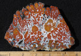 Wingate Rock Slab 344