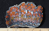Wingate Rock Slab 348
