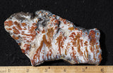 Wingate Rock Slab 347