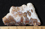 Cathedral Agate Rock Slab 391