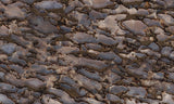 Dinosaur Bone Rock Slab 437