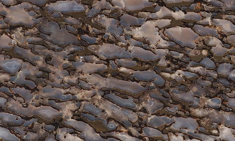 Dinosaur Bone Rock Slab 437