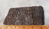 Dinosaur Bone Rock Slab 437