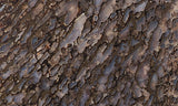 Dinosaur Bone Rock Slab 428