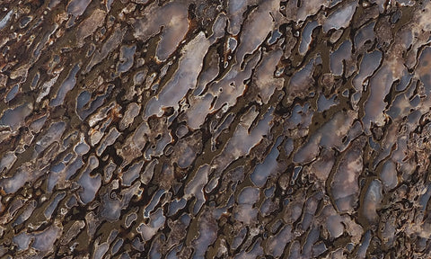 Dinosaur Bone Rock Slab 428