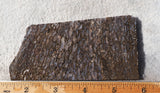 Dinosaur Bone Rock Slab 428