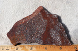 Dinosaur Bone Rock Slab 441