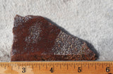 Dinosaur Bone Rock Slab 446