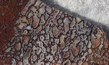 Dinosaur Bone Rock Slab 446