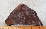 Dinosaur Bone Rock Slab 426