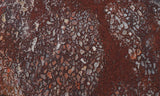 Dinosaur Bone Rock Slab 426