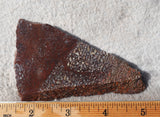 Dinosaur Bone Rock Slab 444