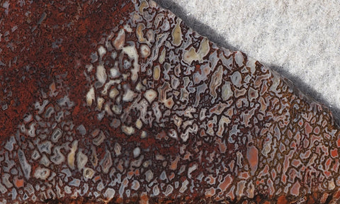 Dinosaur Bone Rock Slab 444