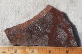 Dinosaur Bone Rock Slab 427
