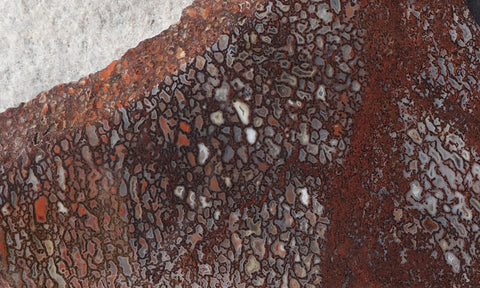 Dinosaur Bone Rock Slab 427