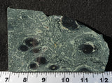 Kambaba Slab 62