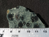 Kambaba Slab 66