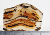 Montana Agate Rock Slab 299