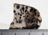 Montana Agate Rock Slab 345