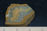 Owyhee Jasper Rock Slab 411