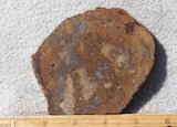 Dinosaur Bone Rock Slab 487
