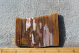 Petrified Wood Rock Slab 99