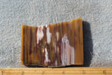 Petrified Wood Rock Slab 99
