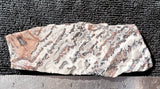 Zebra Lace Agate Rock Slab 19