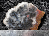 Woodward Ranch Plume Agate Rock Slab 0201