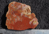 Coprolite Rock Slab 40