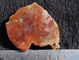 Coprolite Rock Slab 38