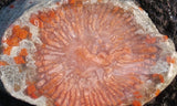 Horn Coral Slab 33