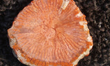 Horn Coral Slab 35