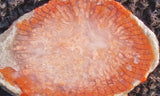 Horn Coral Slab 38