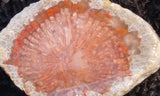 Horn Coral Slab 34