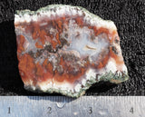 Persian Flame Agate Rock Slab 49