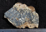 Australian Dendritic Opal Rock slab 70