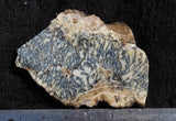 Australian Dendritic Opal Rock slab 70