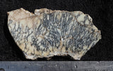Australian Dendritic Opal Rock slab 66