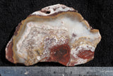 Mexican Crazy Lace Agate Rock slab 0301