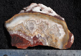 Mexican Crazy Lace Agate Rock slab 0302