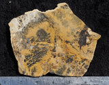 Dendritic Opal Rock Slab 06