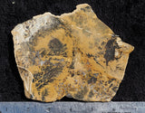 Dendritic Opal Rock Slab 06