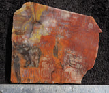 Petrified Wood Rock Slab 01