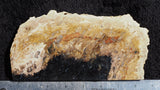 Petrified Palm Root Rock Slab 0201