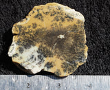 Dendritic Opal Rock Slab 13