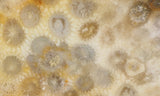Agatized Fossil Coral Rock Slab 02
