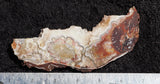 Mexican Crazy Lace Agate Rock slab 0406