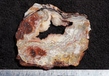 Mexican Crazy Lace Agate Rock slab 0401