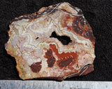 Mexican Crazy Lace Agate Rock slab 0404